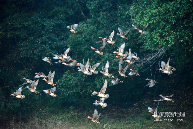 進(jìn)入初冬，大批野生鴛鴦陸續(xù)飛抵江西婺源縣賦春鎮(zhèn)鴛鴦湖越冬，小精靈們在湖面上或相互依偎、卿卿我我；或隨波逐流、嬉戲打鬧，悠閑自在生活在青山綠水之間，優(yōu)良的水域和豐富的湖畔闊葉林，為鴛鴦過冬提供良好生存環(huán)境，婺源鴛鴦湖已成為亞洲最大的野生鴛鴦越冬棲息地。（攝于12月4日下午）