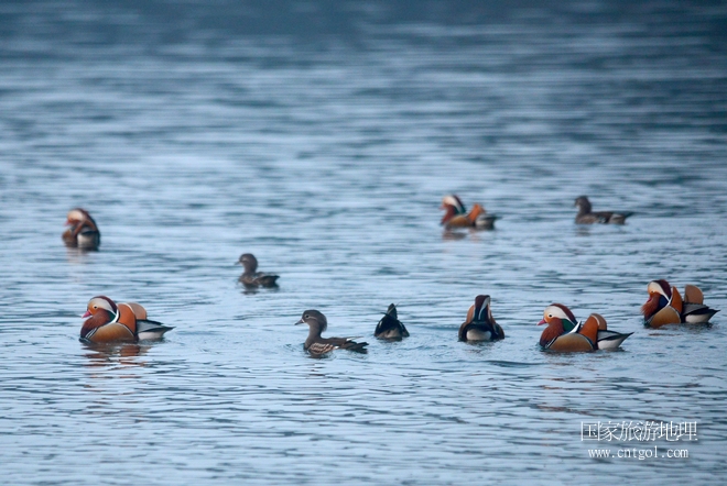 進(jìn)入初冬，大批野生鴛鴦陸續(xù)飛抵江西婺源縣賦春鎮(zhèn)鴛鴦湖越冬，小精靈們在湖面上或相互依偎、卿卿我我；或隨波逐流、嬉戲打鬧，悠閑自在生活在青山綠水之間，優(yōu)良的水域和豐富的湖畔闊葉林，為鴛鴦過冬提供良好生存環(huán)境，婺源鴛鴦湖已成為亞洲最大的野生鴛鴦越冬棲息地。（攝于12月4日下午）