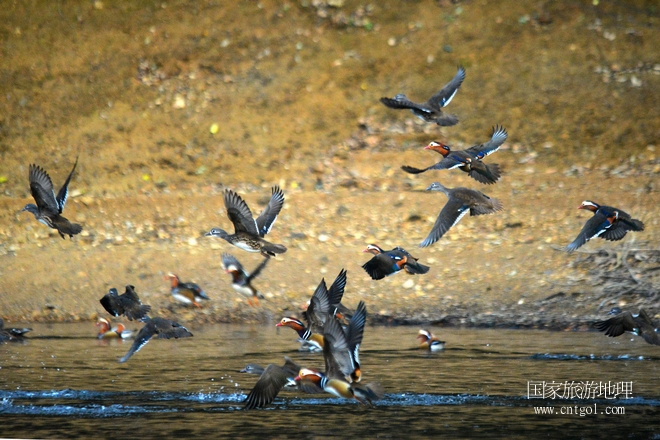 進(jìn)入初冬，大批野生鴛鴦陸續(xù)飛抵江西婺源縣賦春鎮(zhèn)鴛鴦湖越冬，小精靈們在湖面上或相互依偎、卿卿我我；或隨波逐流、嬉戲打鬧，悠閑自在生活在青山綠水之間，優(yōu)良的水域和豐富的湖畔闊葉林，為鴛鴦過冬提供良好生存環(huán)境，婺源鴛鴦湖已成為亞洲最大的野生鴛鴦越冬棲息地。（攝于12月4日下午）