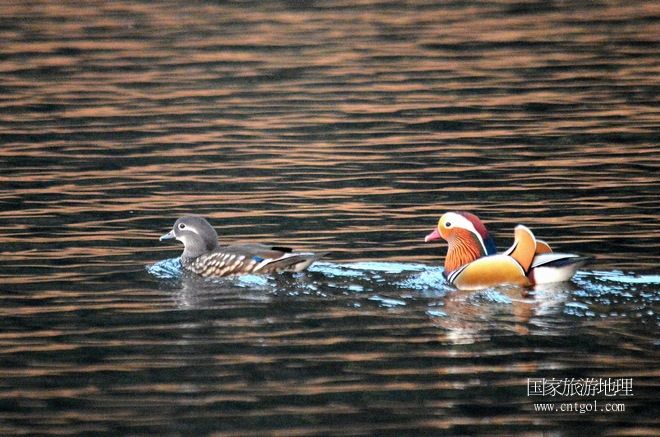 進(jìn)入初冬，大批野生鴛鴦陸續(xù)飛抵江西婺源縣賦春鎮(zhèn)鴛鴦湖越冬，小精靈們在湖面上或相互依偎、卿卿我我；或隨波逐流、嬉戲打鬧，悠閑自在生活在青山綠水之間，優(yōu)良的水域和豐富的湖畔闊葉林，為鴛鴦過冬提供良好生存環(huán)境，婺源鴛鴦湖已成為亞洲最大的野生鴛鴦越冬棲息地。（攝于12月4日下午）